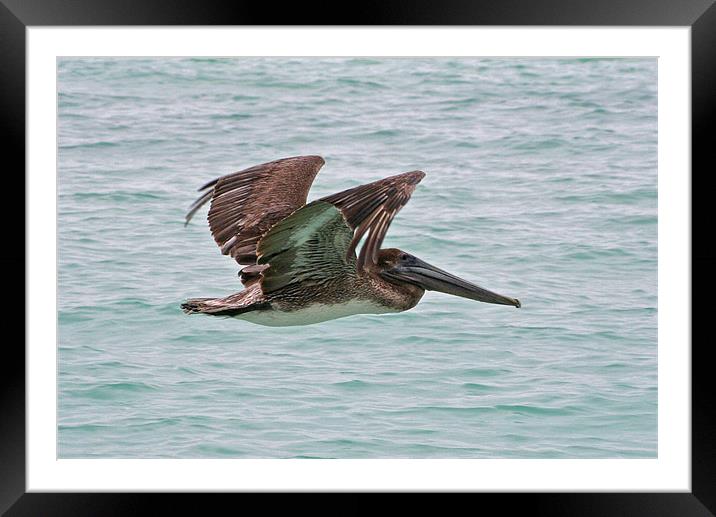 Brown Pelican Framed Mounted Print by Roger Green