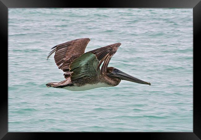 Brown Pelican Framed Print by Roger Green