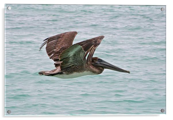 Brown Pelican Acrylic by Roger Green