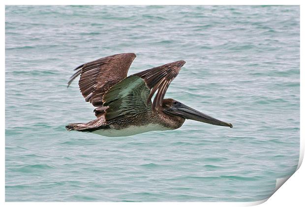 Brown Pelican Print by Roger Green