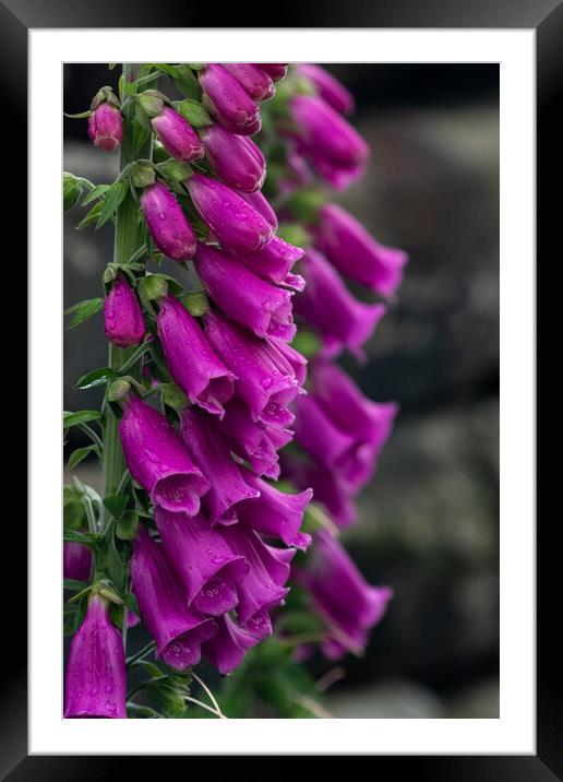 Foxgloves after rain.  Framed Mounted Print by Ros Crosland