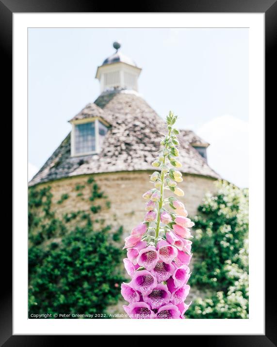 Foxgloves ( Digitalis ) In The Walled Flower Garden At Rousham H Framed Mounted Print by Peter Greenway