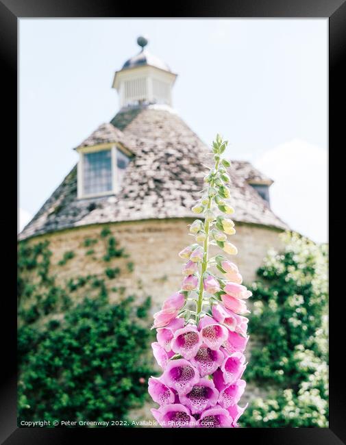 Foxgloves ( Digitalis ) In The Walled Flower Garden At Rousham H Framed Print by Peter Greenway