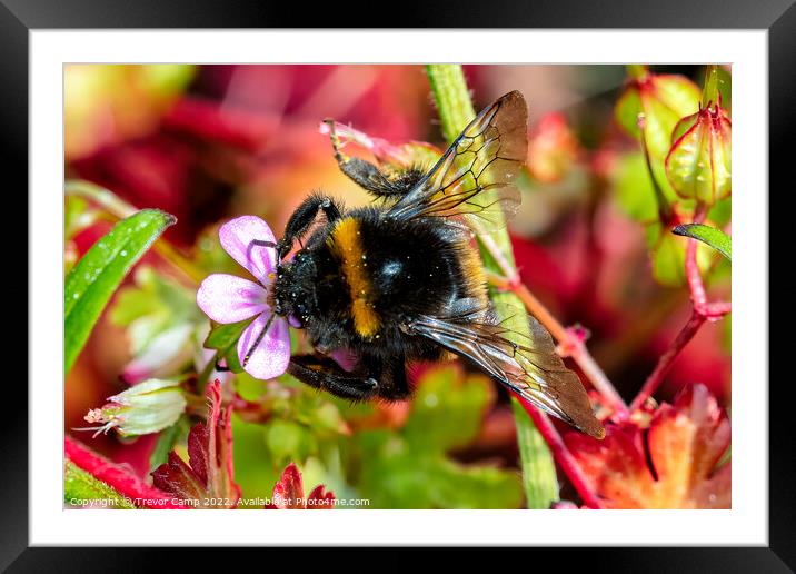 Bee - 02 Framed Mounted Print by Trevor Camp