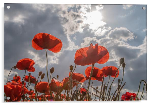 Summer Poppies Acrylic by J Biggadike