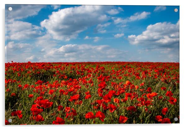 Summertime Poppy Field Acrylic by J Biggadike