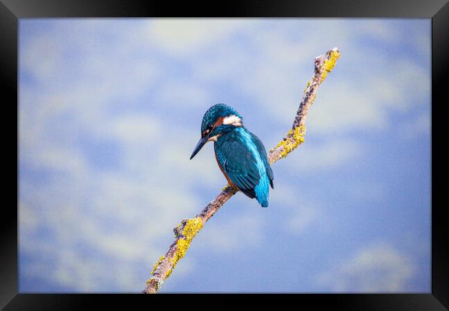 KingFisher Framed Print by Will Ireland Photography