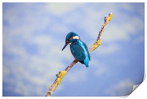 KingFisher Print by Will Ireland Photography