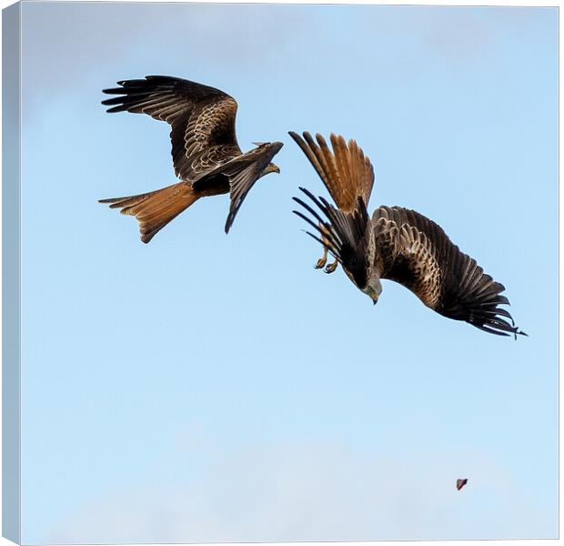 Red Kites Canvas Print by Will Ireland Photography