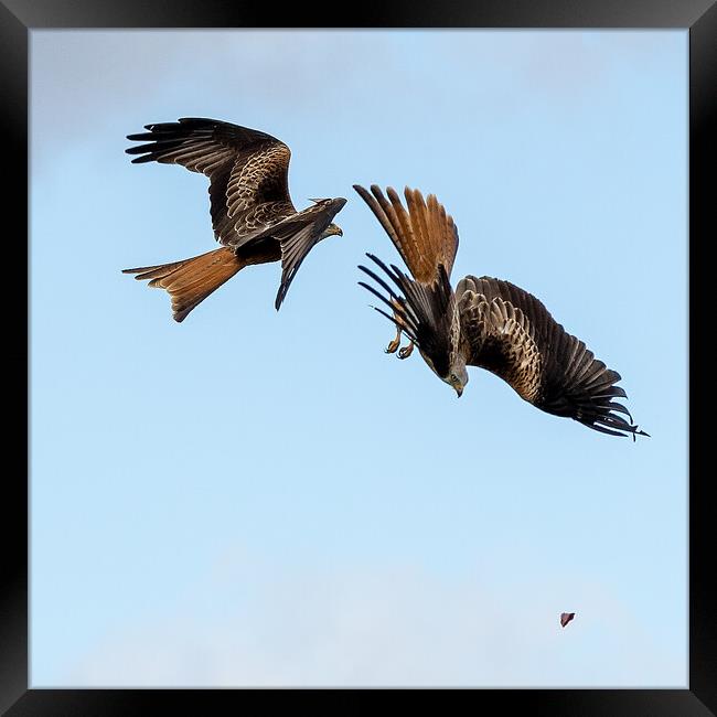 Red Kites Framed Print by Will Ireland Photography