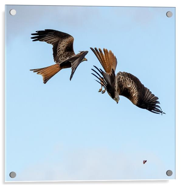 Red Kites Acrylic by Will Ireland Photography