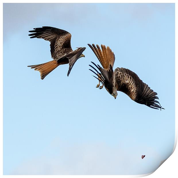 Red Kites Print by Will Ireland Photography