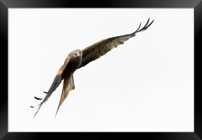 Red Kite in Flight Framed Print by Will Ireland Photography