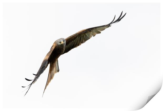 Red Kite in Flight Print by Will Ireland Photography