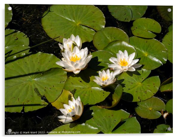 White Water Lilies. Acrylic by Mark Ward