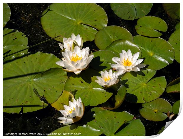 White Water Lilies. Print by Mark Ward