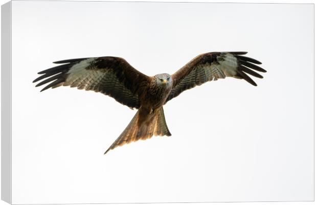 Red Kite Canvas Print by Will Ireland Photography