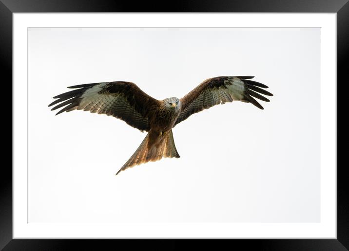 Red Kite Framed Mounted Print by Will Ireland Photography
