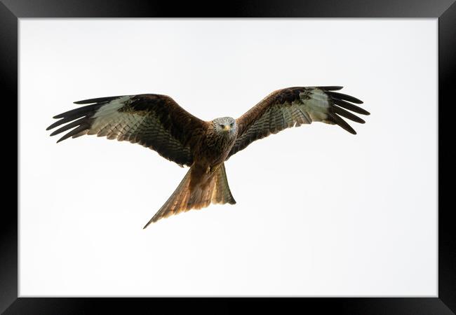 Red Kite Framed Print by Will Ireland Photography