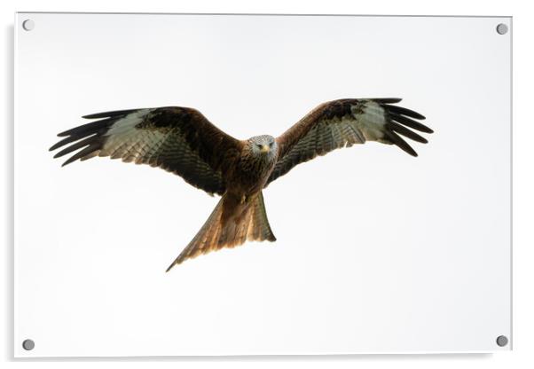 Red Kite Acrylic by Will Ireland Photography