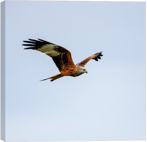 Red Kite in Flight Canvas Print by Will Ireland Photography