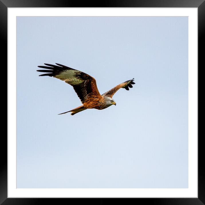 Red Kite in Flight Framed Mounted Print by Will Ireland Photography
