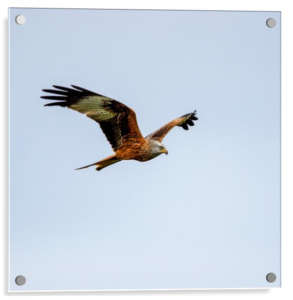 Red Kite in Flight Acrylic by Will Ireland Photography