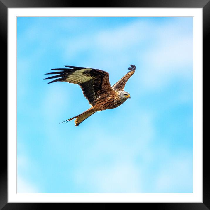 Red Kite in Flight Framed Mounted Print by Will Ireland Photography