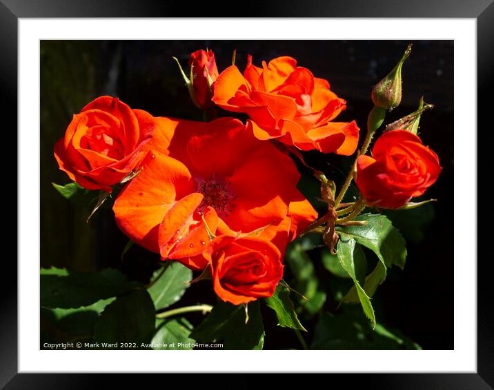 Roses in the Garden. Framed Mounted Print by Mark Ward