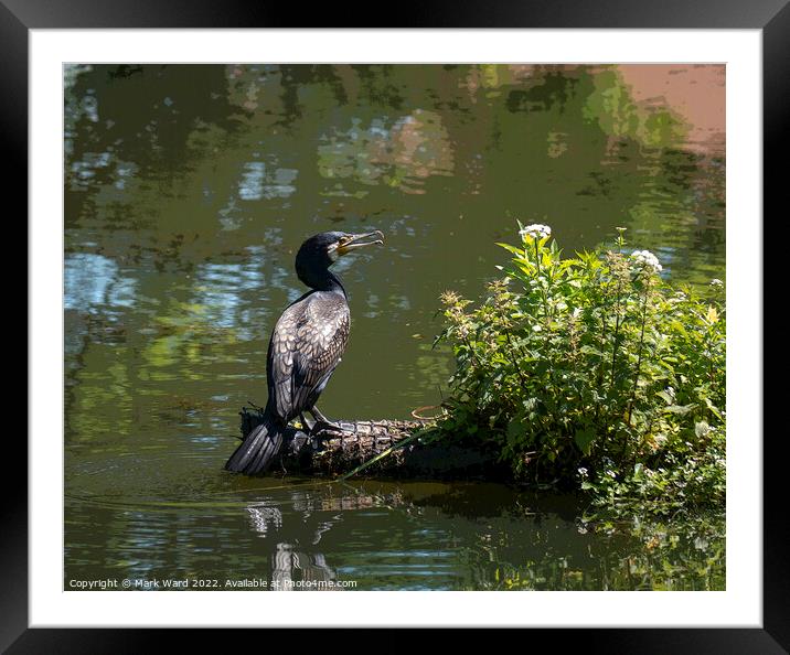 Cormorant taking a rest from the Hastings sea. Framed Mounted Print by Mark Ward