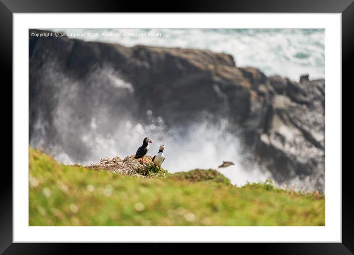 Puffins on a rugged cliff Framed Mounted Print by jason jones