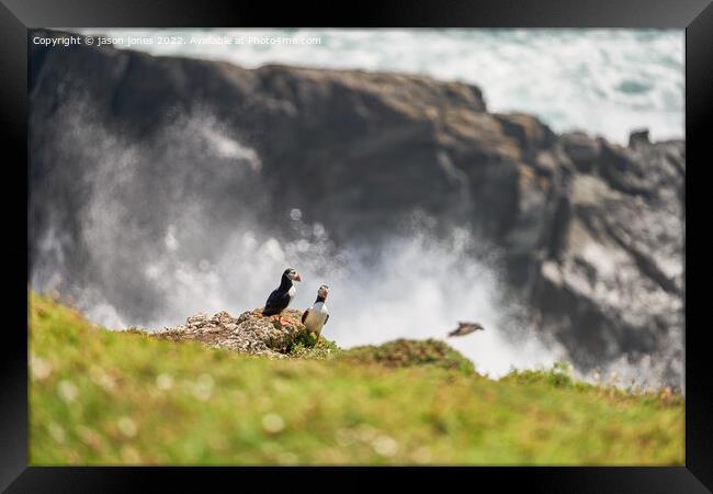 Puffins on a rugged cliff Framed Print by jason jones