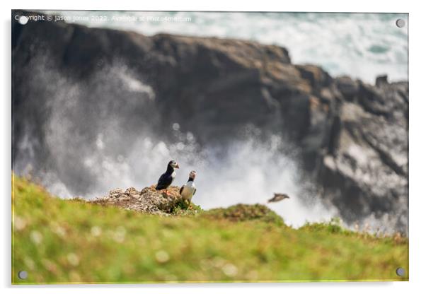 Puffins on a rugged cliff Acrylic by jason jones