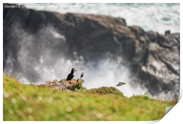 Puffins on a rugged cliff Print by jason jones