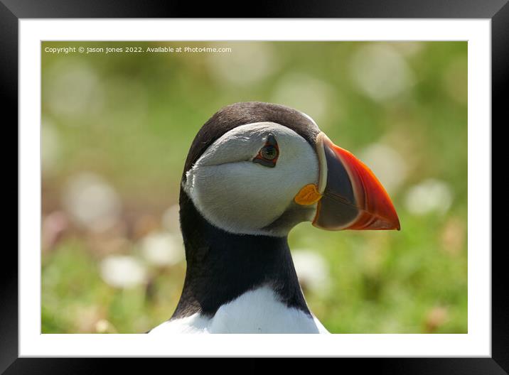 Puffin selfie Framed Mounted Print by jason jones