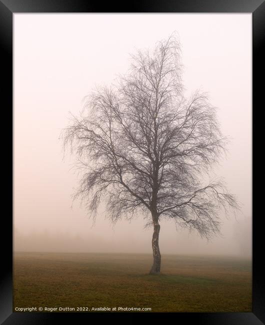 Enchanting Misty Birch Framed Print by Roger Dutton