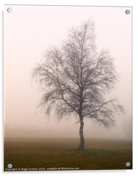 Enchanting Misty Birch Acrylic by Roger Dutton