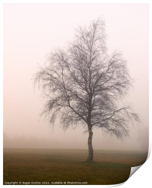 Enchanting Misty Birch Print by Roger Dutton