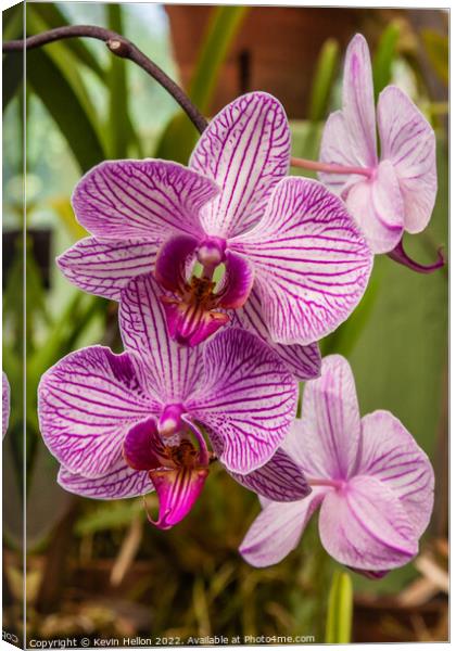Purple orchid flowers Canvas Print by Kevin Hellon