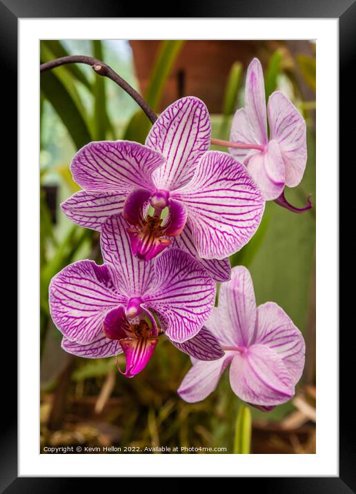 Purple orchid flowers Framed Mounted Print by Kevin Hellon