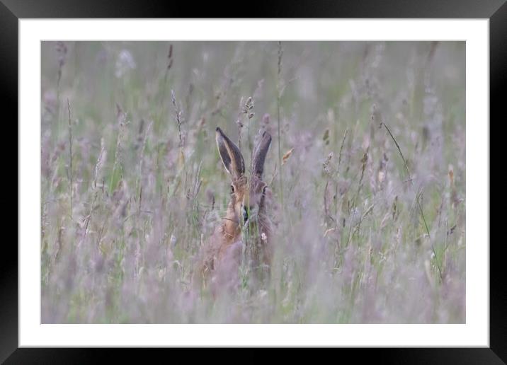 Hare face on  Framed Mounted Print by Dorringtons Adventures