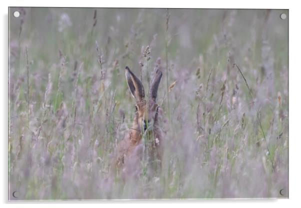Hare face on  Acrylic by Dorringtons Adventures