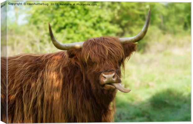 Highland Cow Sticking Out His Tongue Canvas Print by rawshutterbug 