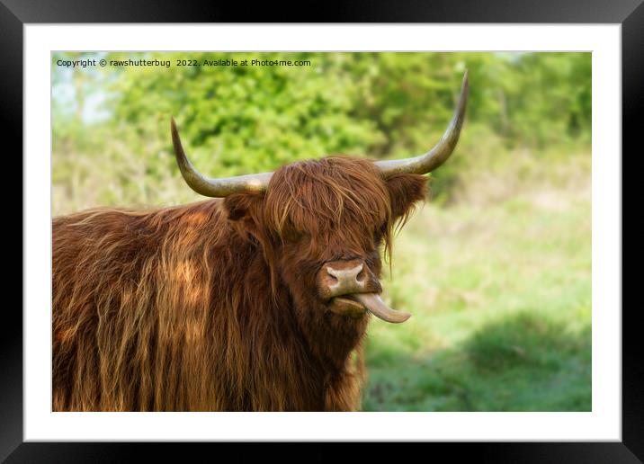 Highland Cow Sticking Out His Tongue Framed Mounted Print by rawshutterbug 