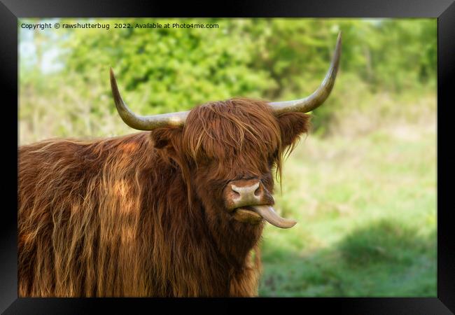 Highland Cow Sticking Out His Tongue Framed Print by rawshutterbug 