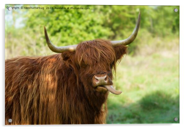 Highland Cow Sticking Out His Tongue Acrylic by rawshutterbug 