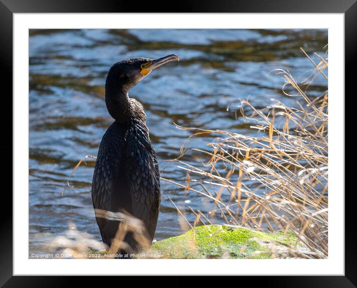 Young cormorant on the bank of the river Teviot in Scotland Framed Mounted Print by Dave Collins