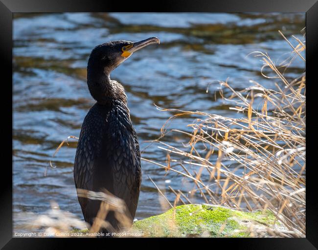 Young cormorant on the bank of the river Teviot in Scotland Framed Print by Dave Collins