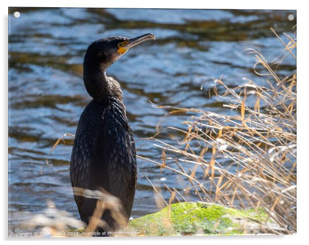Young cormorant on the bank of the river Teviot in Scotland Acrylic by Dave Collins