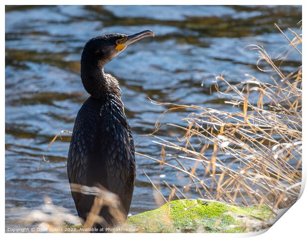 Young cormorant on the bank of the river Teviot in Scotland Print by Dave Collins